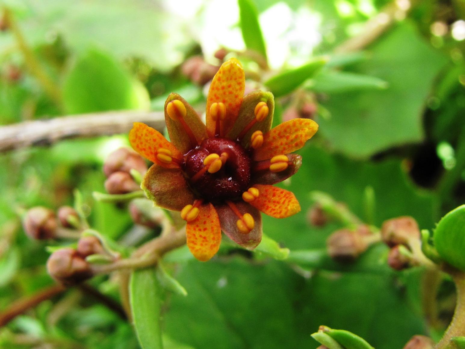 Saxifraga aizoides / Sassifraga autunnale